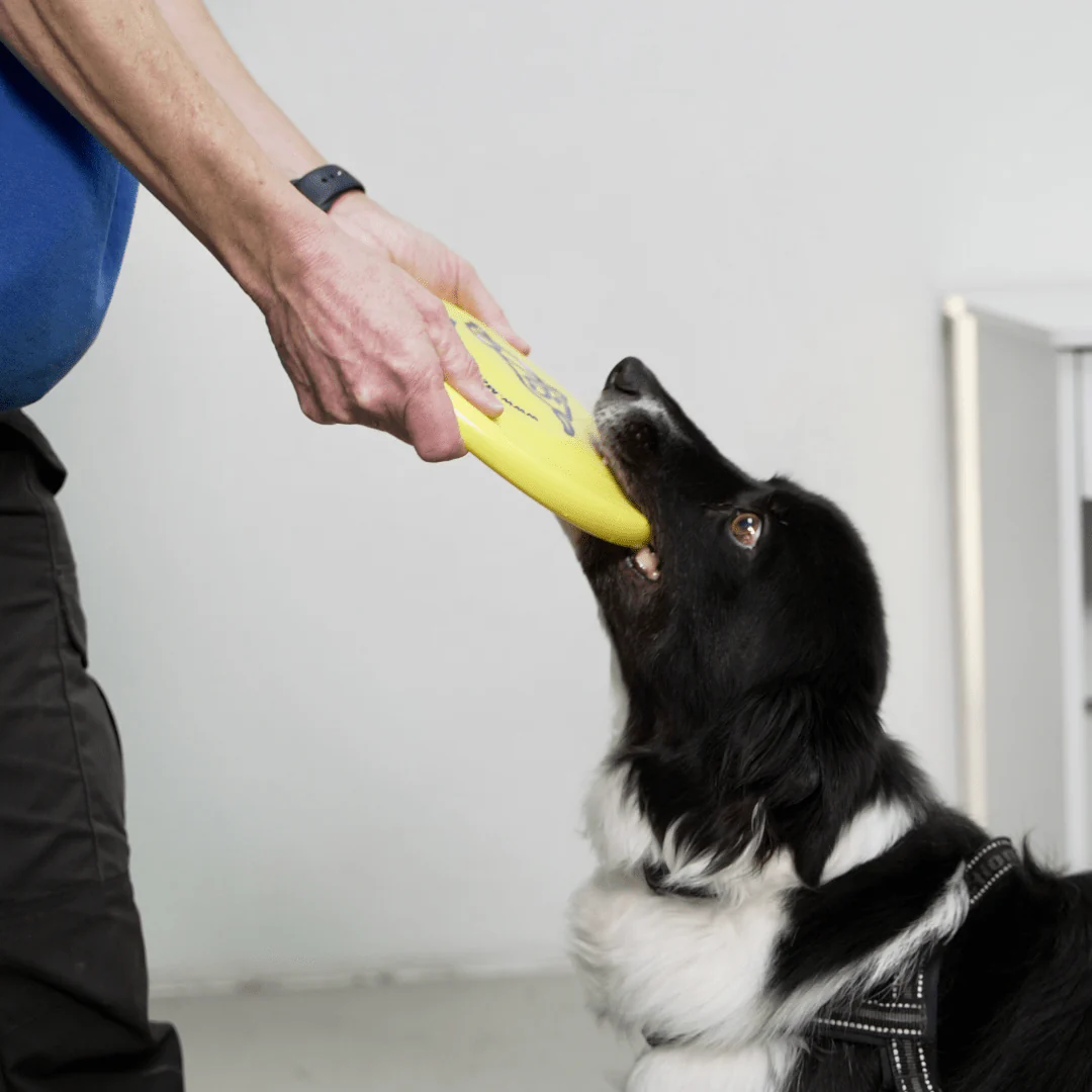 McCann Dogs HyperFlite SofFlite Disc - Image 3