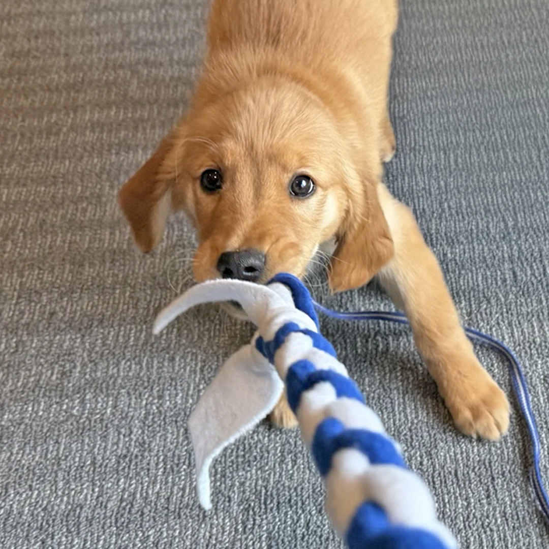 McCann Dogs Puppy Training Tug Toy *NEW!* - Image 4